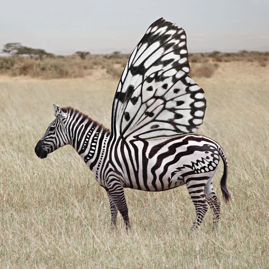 Indonesian Artist Uses Photoshop To Show A Surreal Image Of Animals