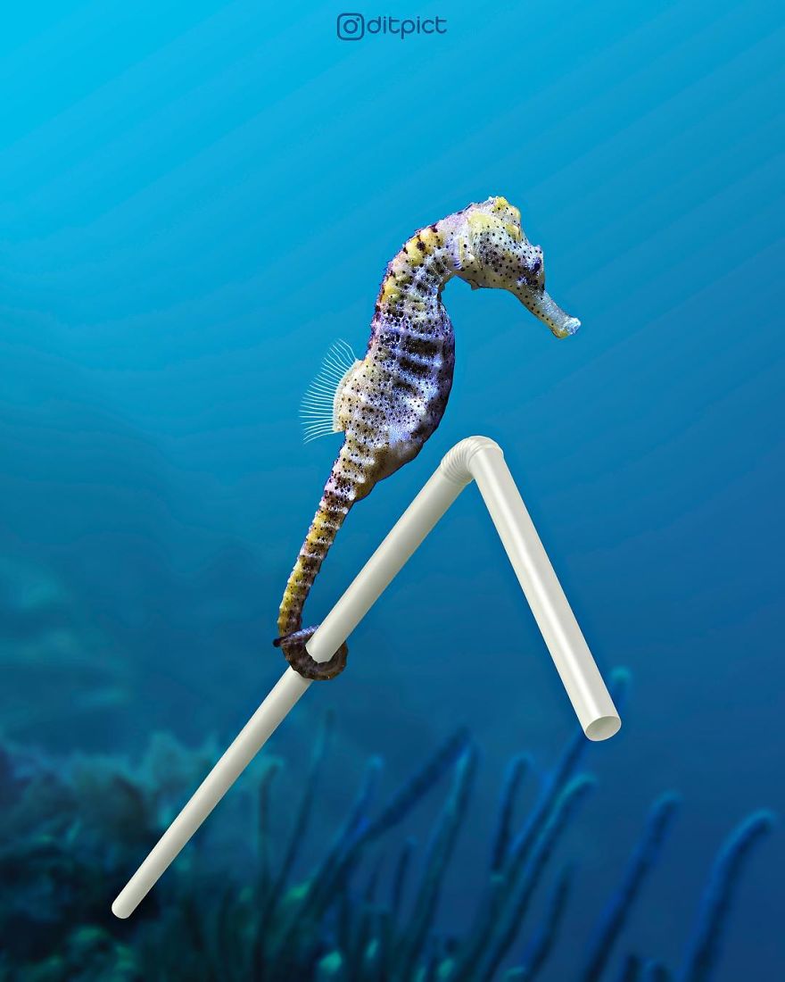 Indonesian Artist Uses Photoshop To Show A Surreal Image Of Animals