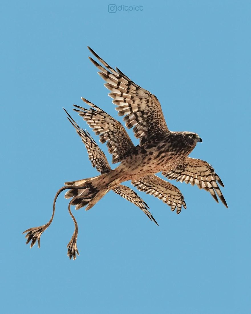 Indonesian Artist Uses Photoshop To Show A Surreal Image Of Animals