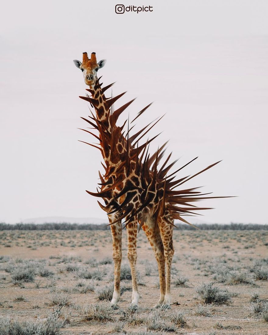 Indonesian Artist Uses Photoshop To Show A Surreal Image Of Animals