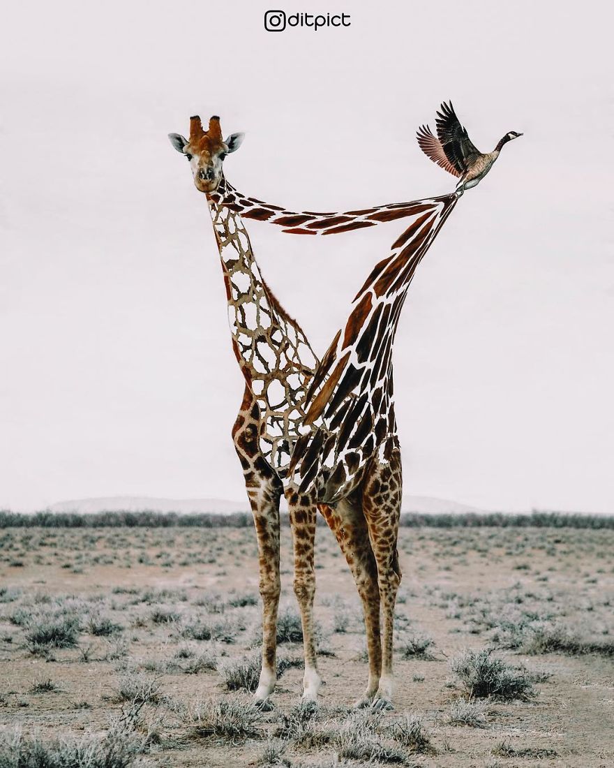 Indonesian Artist Uses Photoshop To Show A Surreal Image Of Animals