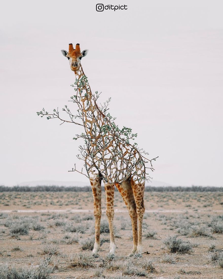 Indonesian Artist Uses Photoshop To Show A Surreal Image Of Animals