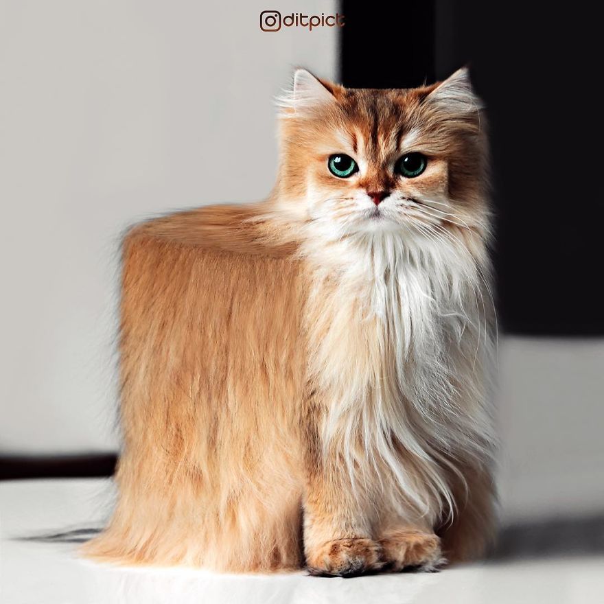 Indonesian Artist Uses Photoshop To Show A Surreal Image Of Animals