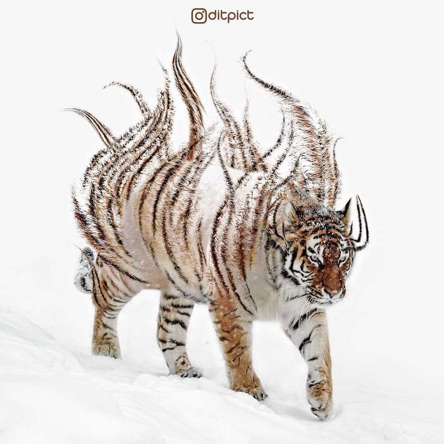 Indonesian Artist Uses Photoshop To Show A Surreal Image Of Animals