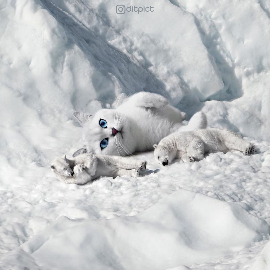 Indonesian Artist Uses Photoshop To Show A Surreal Image Of Animals