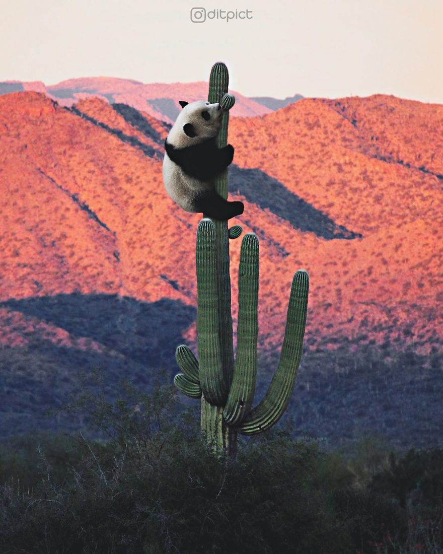 Indonesian Artist Uses Photoshop To Show A Surreal Image Of Animals