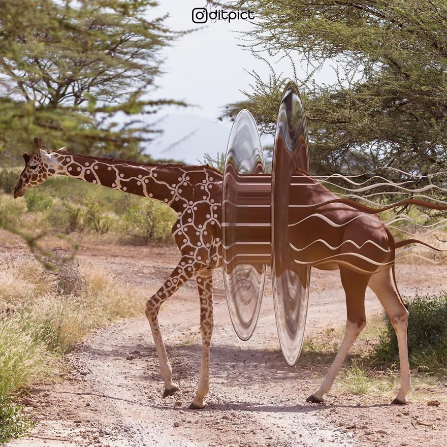 Indonesian Artist Uses Photoshop To Show A Surreal Image Of Animals