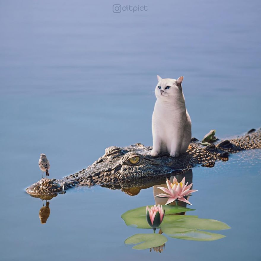 Indonesian Artist Uses Photoshop To Show A Surreal Image Of Animals