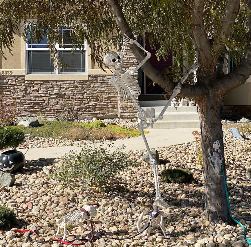 Who Let The Dogs Out?!