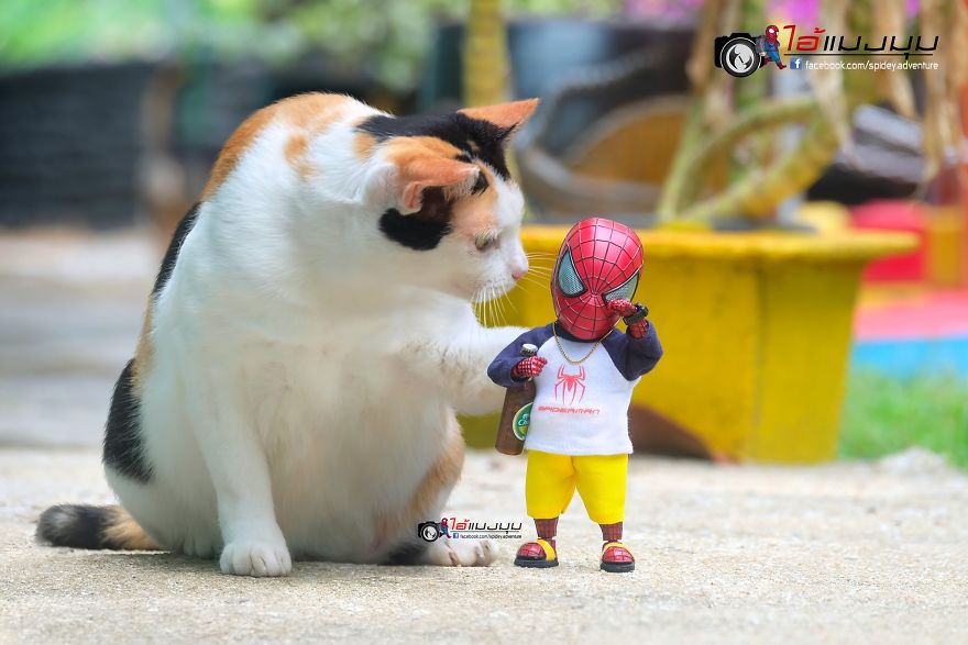 See The Adventures Of A Mini Spiderman With Lovely Cats Created By A Thai Artist