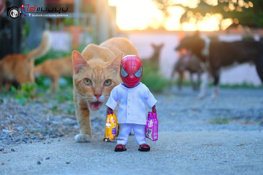 See The Adventures Of A Mini Spiderman With Lovely Cats Created By A Thai Artist