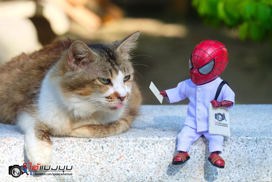 See The Adventures Of A Mini Spiderman With Lovely Cats Created By A Thai Artist