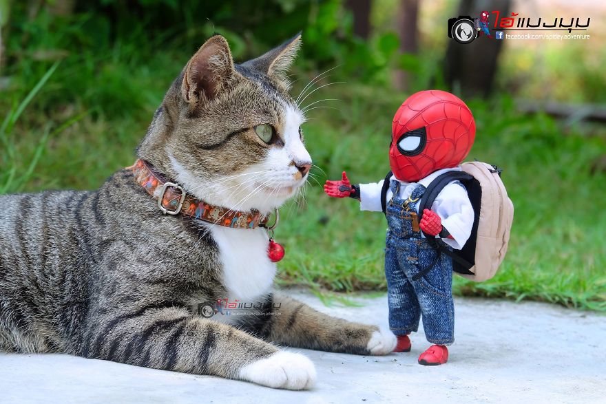 See The Adventures Of A Mini Spiderman With Lovely Cats Created By A Thai Artist