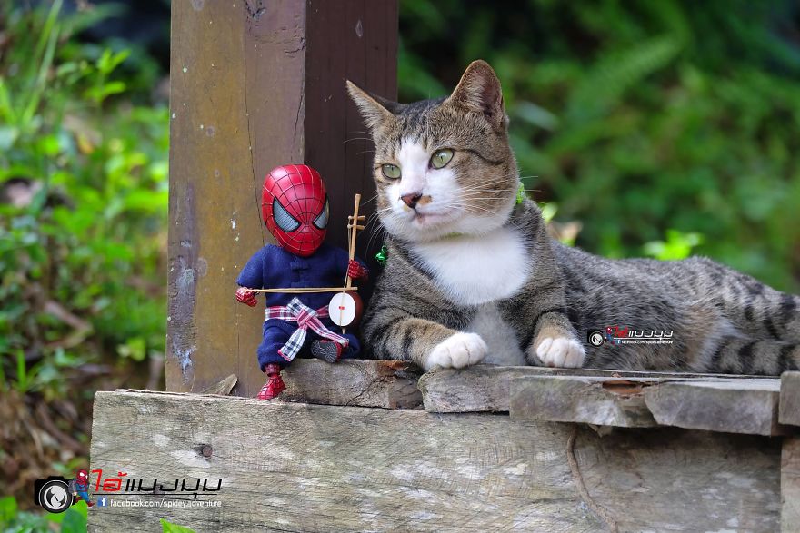 See The Adventures Of A Mini Spiderman With Lovely Cats Created By A Thai Artist