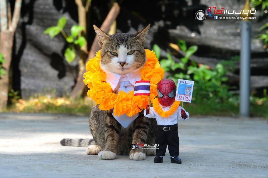 See The Adventures Of A Mini Spiderman With Lovely Cats Created By A Thai Artist