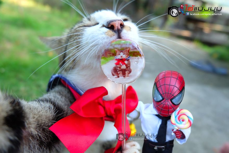 See The Adventures Of A Mini Spiderman With Lovely Cats Created By A Thai Artist