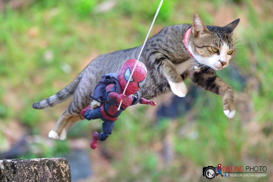 See The Adventures Of A Mini Spiderman With Lovely Cats Created By A Thai Artist