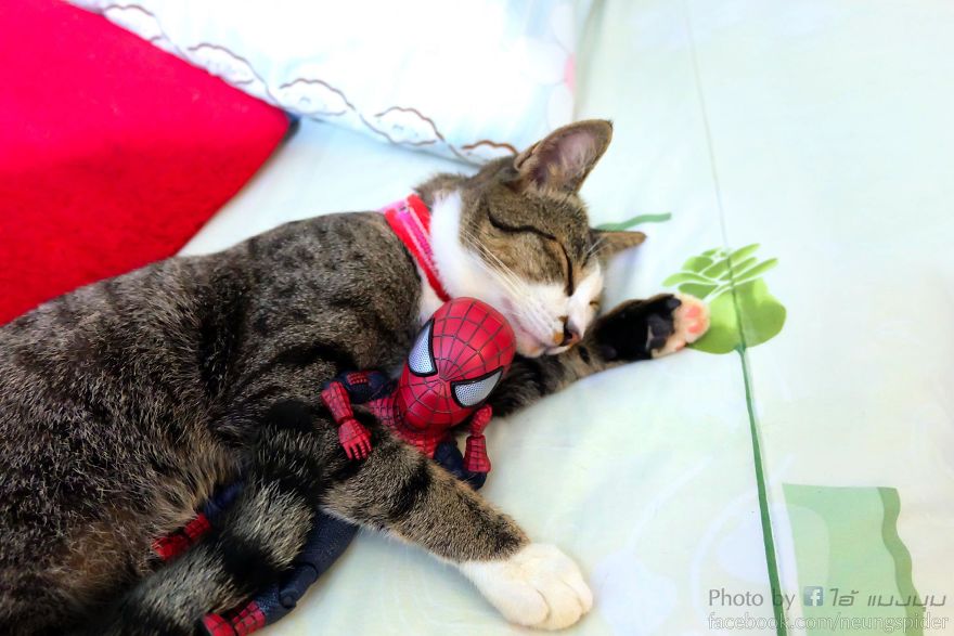 See The Adventures Of A Mini Spiderman With Lovely Cats Created By A Thai Artist