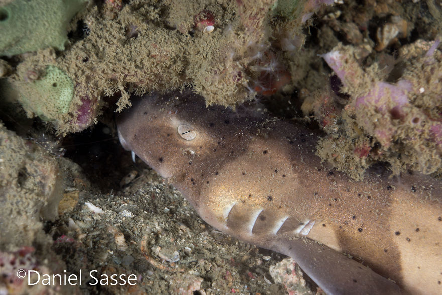 33 Pictures Of Endangered Shark Species While Scuba Diving. Marine Life Protection Projects. 33 Pictures Of Endangered Shark Species While Scuba Diving. Marine Life Protection Projects.