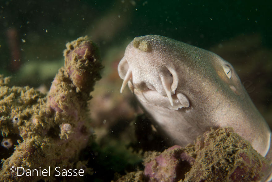 33 Pictures Of Endangered Shark Species While Scuba Diving. Marine Life Protection Projects.