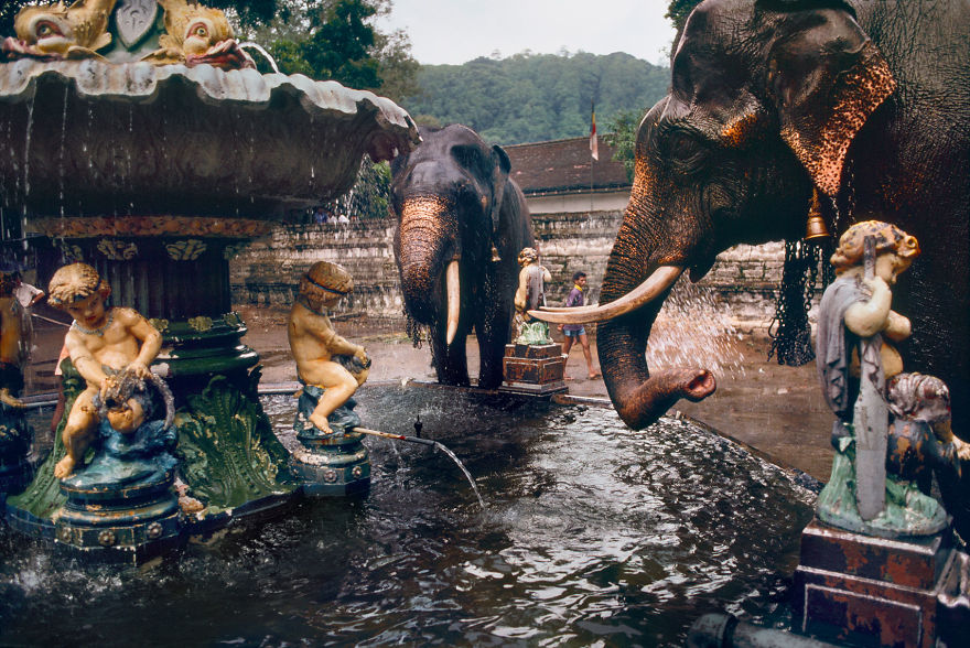The Special Bond Between Humans And Animals Portrayed By Steve Mccurry