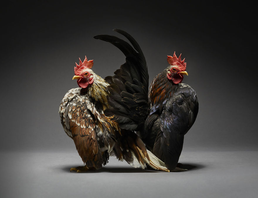 We Photographed Hundreds Of The Most Beautiful Chicken Couples And They Fell In Love, Literally!