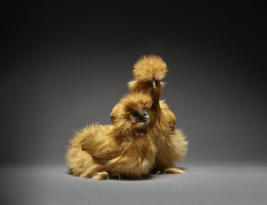 We Photographed Hundreds Of The Most Beautiful Chicken Couples And They Fell In Love, Literally!