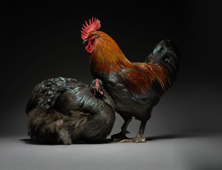 We Photographed Hundreds Of The Most Beautiful Chicken Couples And They Fell In Love, Literally!
