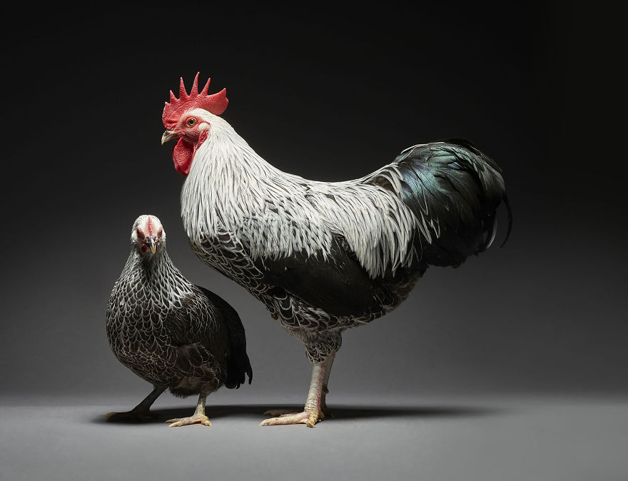 We Photographed Hundreds Of The Most Beautiful Chicken Couples And They Fell In Love, Literally!