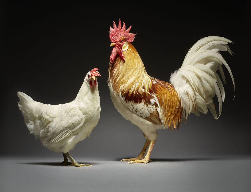 We Photographed Hundreds Of The Most Beautiful Chicken Couples And They Fell In Love, Literally!