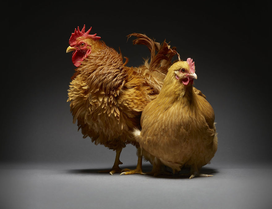 We Photographed Hundreds Of The Most Beautiful Chicken Couples And They Fell In Love, Literally!