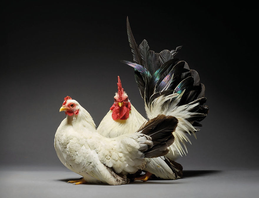 We Photographed Hundreds Of The Most Beautiful Chicken Couples And They Fell In Love, Literally!