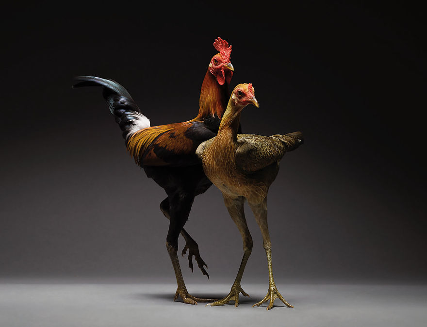 We Photographed Hundreds Of The Most Beautiful Chicken Couples And They Fell In Love, Literally!