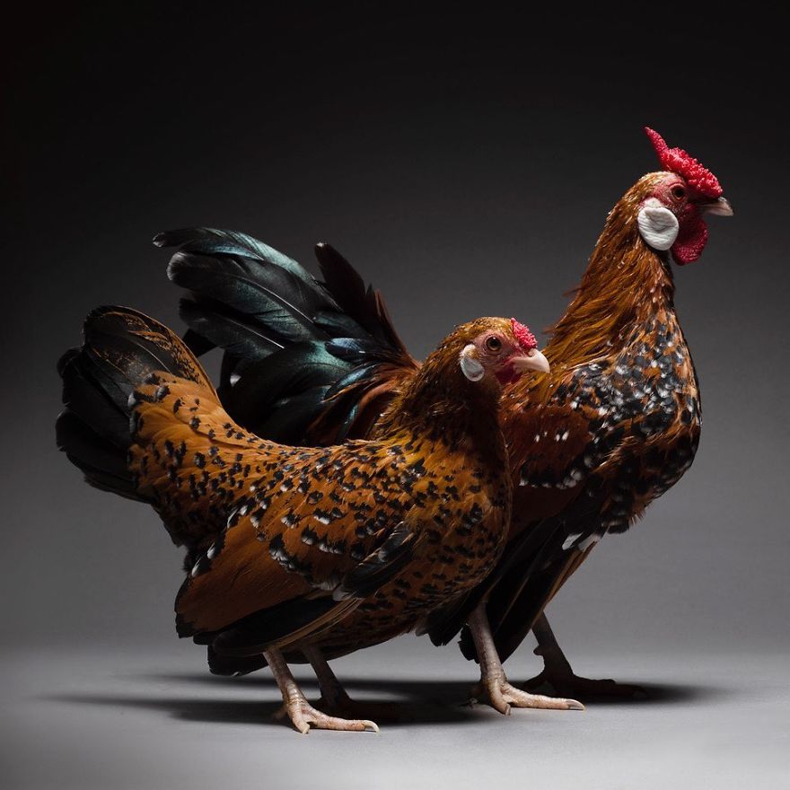 We Photographed Hundreds Of The Most Beautiful Chicken Couples And They Fell In Love, Literally!