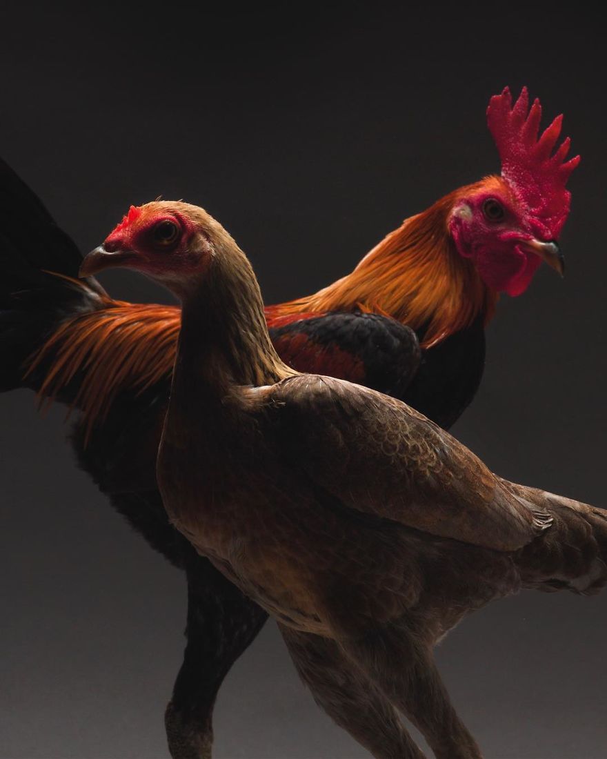 We Photographed Hundreds Of The Most Beautiful Chicken Couples And They Fell In Love, Literally!