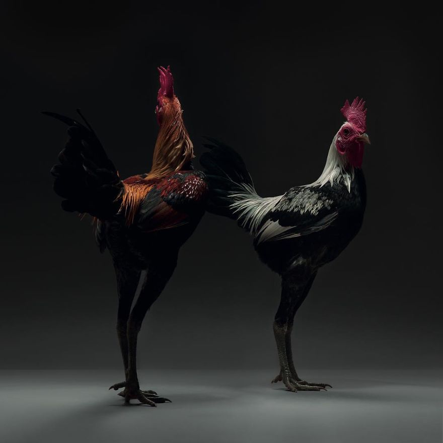 We Photographed Hundreds Of The Most Beautiful Chicken Couples And They Fell In Love, Literally!
