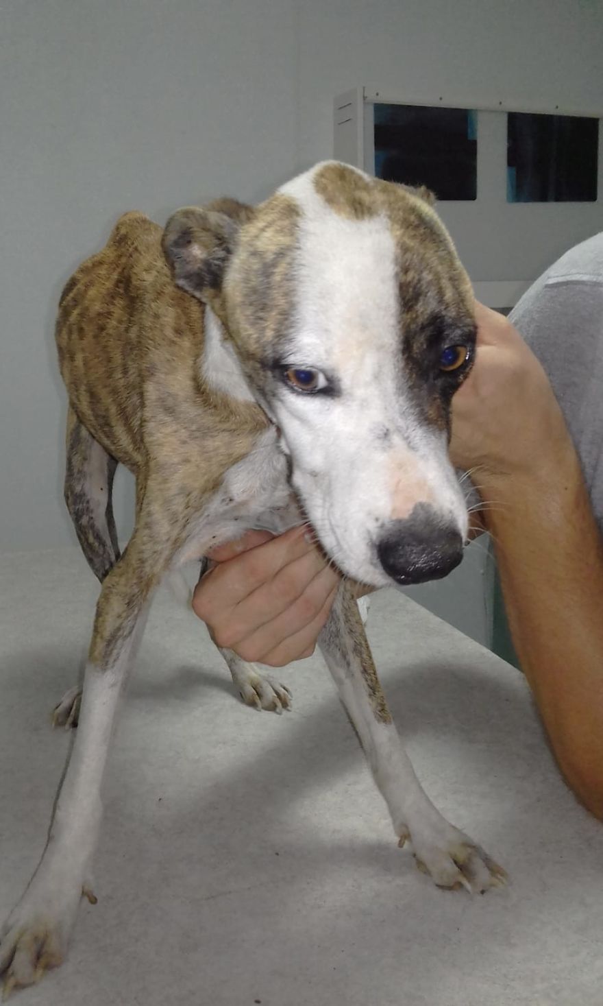 We Found This Dog In A Box