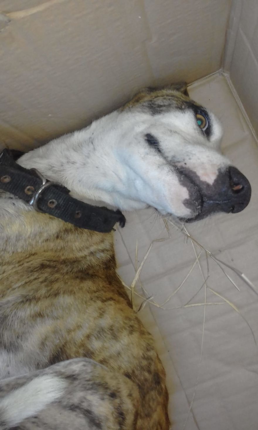 We Found This Dog In A Box