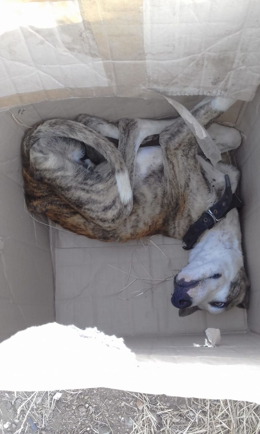 We Found This Dog In A Box We Found This Dog In A Box