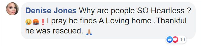 Rescuers Take In An Abandoned Rabbit Clinging To Its Teddy Bear