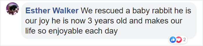 Rescuers Take In An Abandoned Rabbit Clinging To Its Teddy Bear