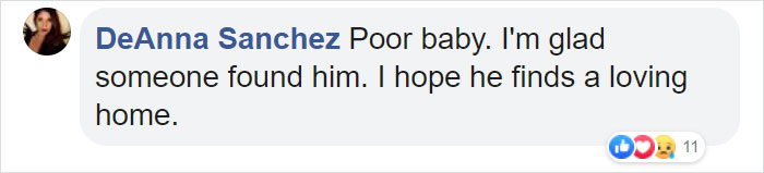 Rescuers Take In An Abandoned Rabbit Clinging To Its Teddy Bear