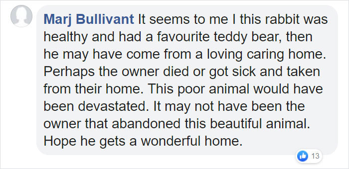 Rescuers Take In An Abandoned Rabbit Clinging To Its Teddy Bear