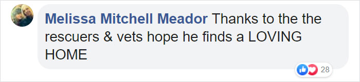 Rescuers Take In An Abandoned Rabbit Clinging To Its Teddy Bear