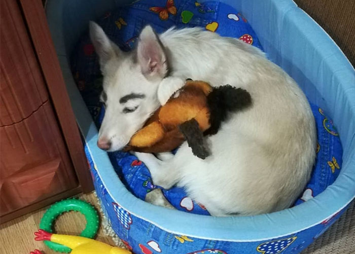 People Tried Washing This Dog’s Eyebrows Off Only To Find Out They’re Not Painted