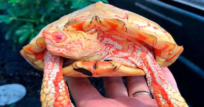 Apparently, Albino Turtles Look Like Fiery Dragons (18 Pics)
