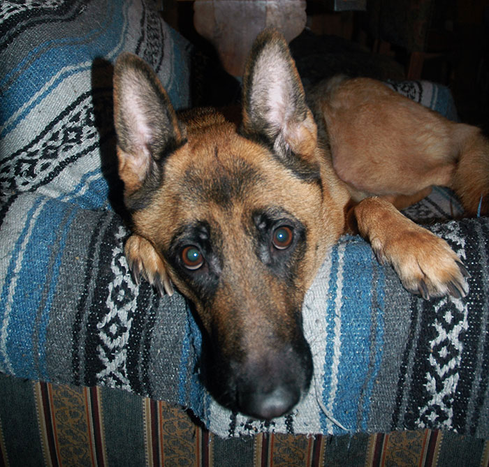 "My Fianc&eacute;e Isn&rsquo;t Speaking To Me After I Used 'Our' Money To Help My Dog"