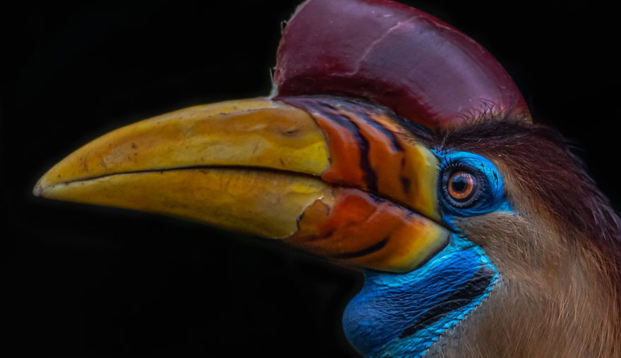 Toucan Eye