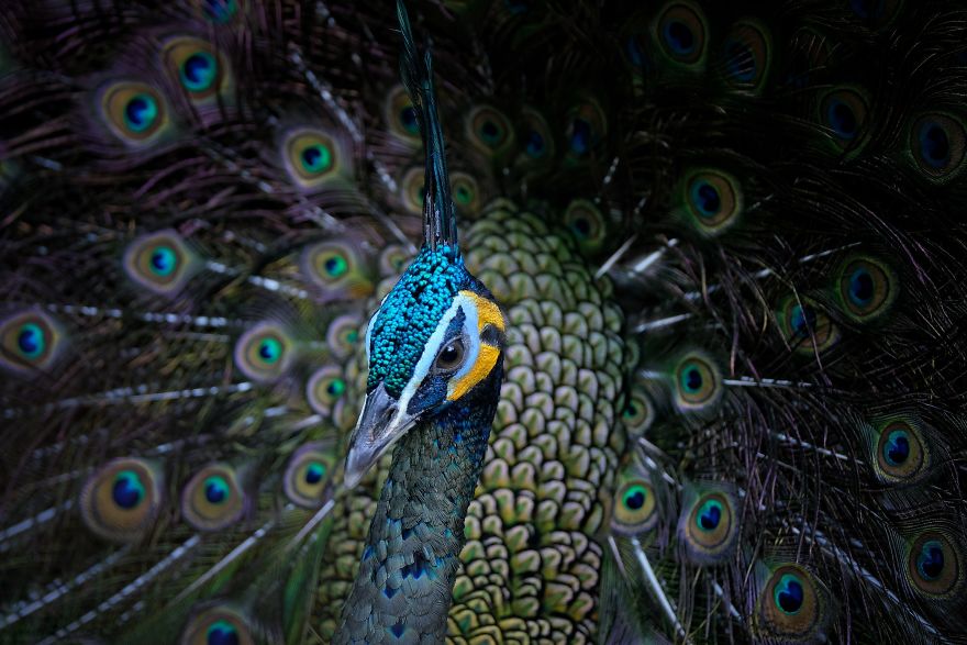 Brilliant Peacock