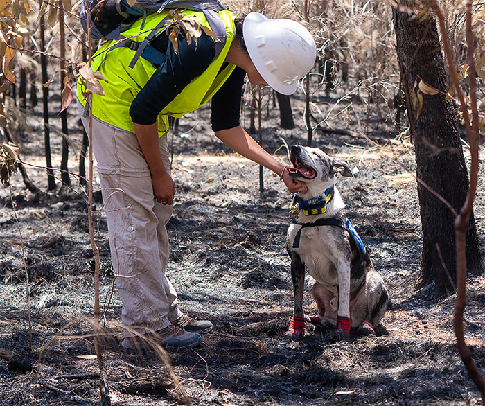 This Hero Dog Has Been Tasked With Finding Koalas That Have Survived Australia's Bushfires